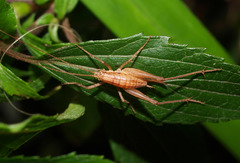 Talitropsis poduroides