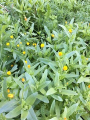 Calendula arvensis