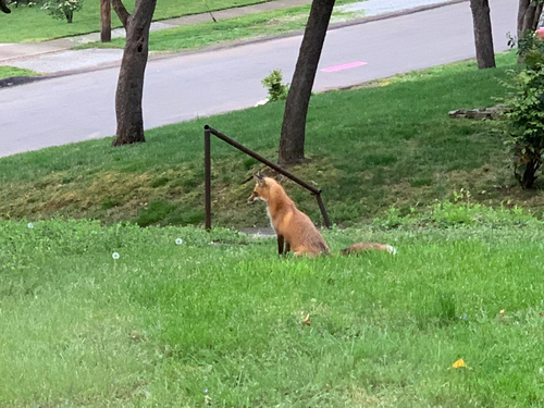 Red Fox photographed in Tennessee