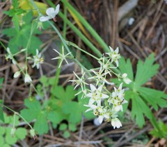Anticlea elegans elegans