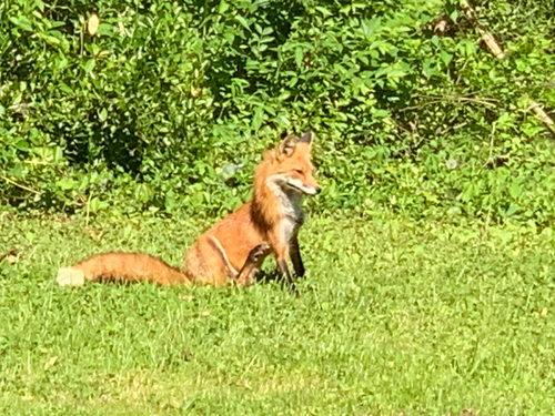 Red Fox photographed in Tennessee
