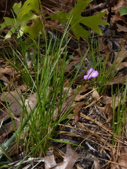 Callisia graminea