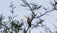 Sporophila torqueola