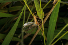 Oecanthus angustus