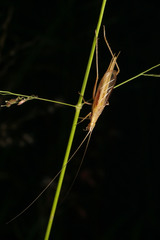 Oecanthus angustus