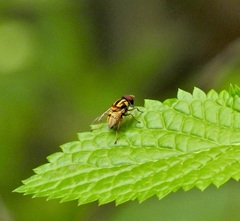 Austalis conjuncta