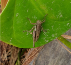 Pseudoxya