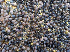 Brachidontes