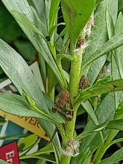 Scolypopa