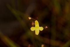Utricularia subulata