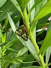 Scolypopa
