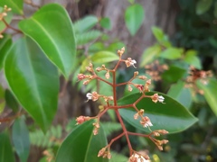 Pachycentria pulverulenta