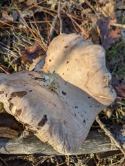 Lactarius argillaceifolius megacarpus