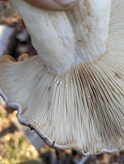 Lactarius argillaceifolius megacarpus