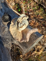 Lactarius argillaceifolius megacarpus