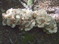 Bondarzewia kirkii
