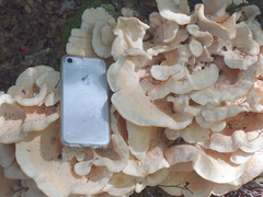 Bondarzewia kirkii