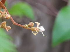 Pachycentria pulverulenta