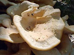 Bondarzewia kirkii