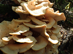 Bondarzewia kirkii