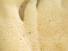 Bondarzewia kirkii