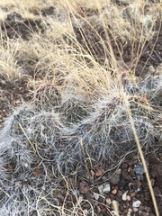 Opuntia trichophora