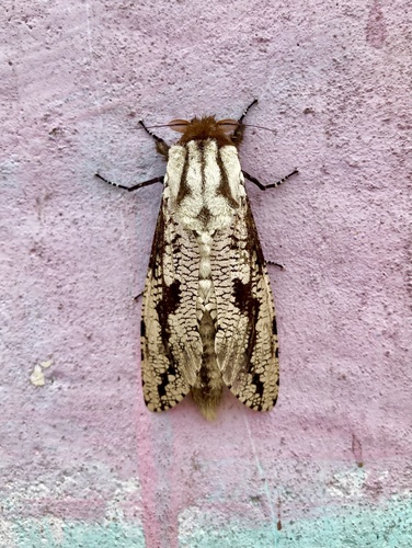 Morpheis pyracmon Cramer, 1780