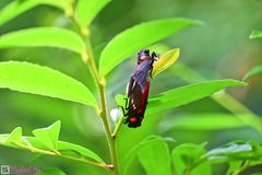 Huechys sanguinea