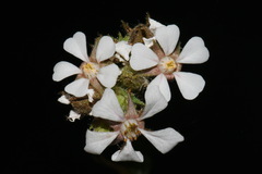 Potentilla douglasii, photograph Brian Finzel, CC BY-SA, iNaturalist via GBIF