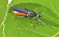 Lampria bicolor