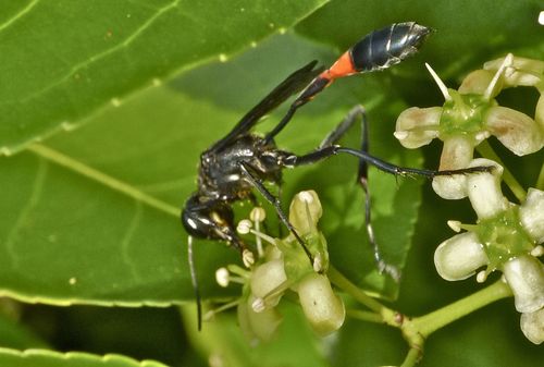 Common Thread-waisted Wasp