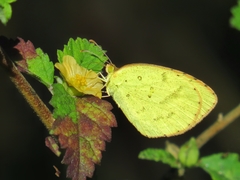 Eurema brigitta rubella