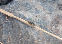 Camponotus chilensis