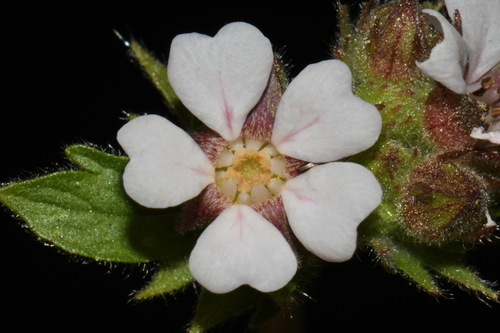 Potentilla douglasii, photograph 6