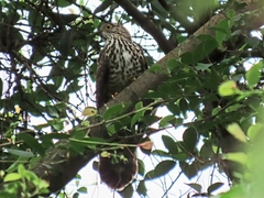 Hierococcyx sparverioides
