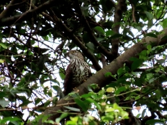 Hierococcyx sparverioides