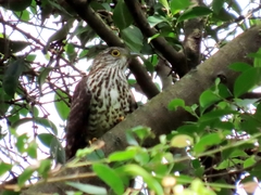 Hierococcyx sparverioides