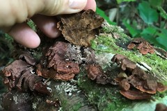 Hymenochaete setipora