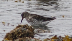 Calidris ptilocnemis