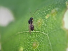 Synergini