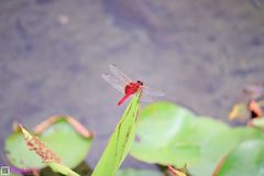 Urothemis signata insignata