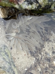 Bunodosoma cavernatum