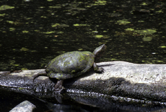 Actinemys marmorata pallida