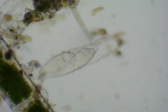 Vaginicolidae