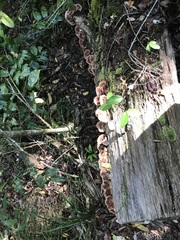 Rhodofomitopsis feei