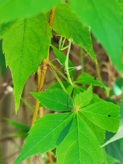 Pseudomantis albofimbriata