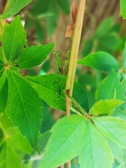 Pseudomantis albofimbriata