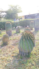 Ferocactus herrerae