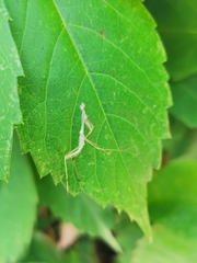 Pseudomantis albofimbriata