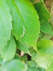 Pseudomantis albofimbriata